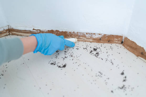 Pest Prevention Services in Spanish Fork, UT